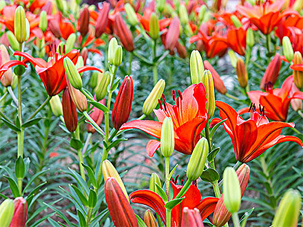 中欧体育下载产品展示七