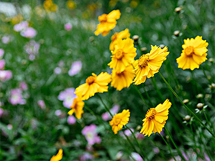 中欧体育下载客户案例三